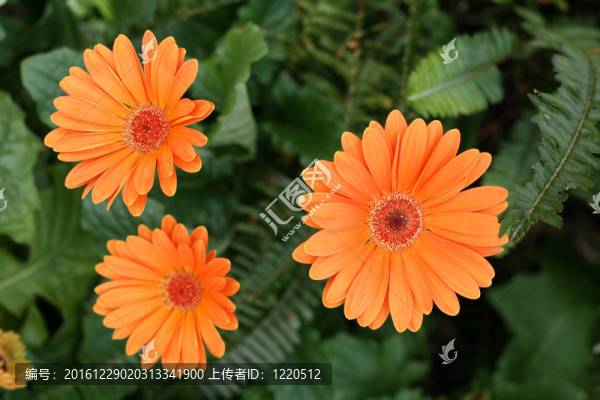 herbera雛菊
