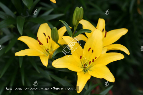 莉莉在花園里