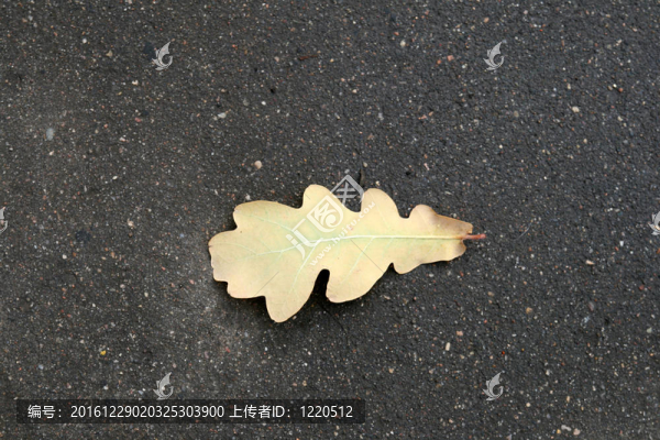 秋天的樹葉