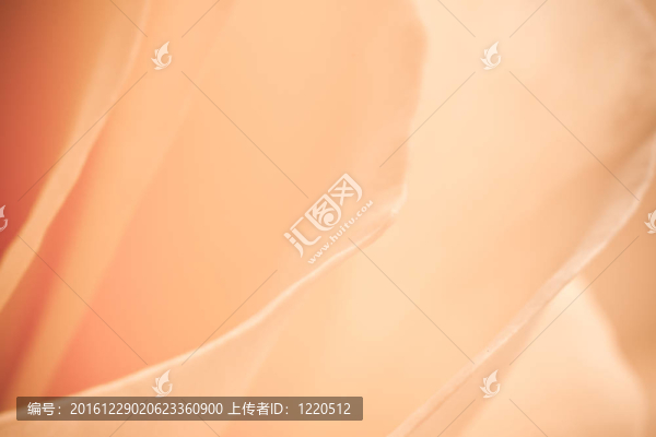 橙玫瑰的宏