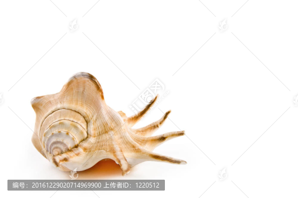 貝殼
