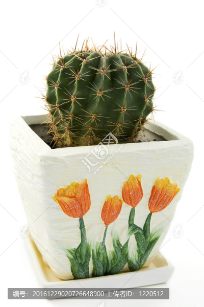 白花盆里的仙人掌
