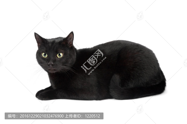 黑色的貓