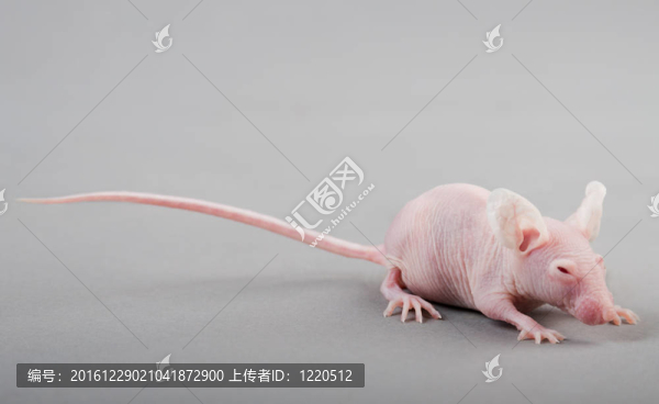 無(wú)毛小鼠