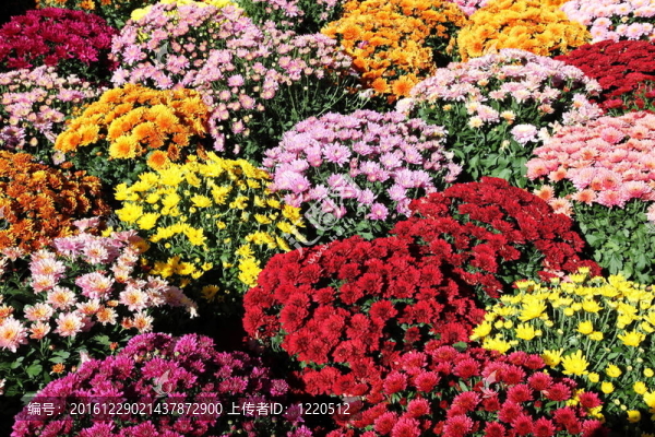 五顏六色的盆Chrysanthemums