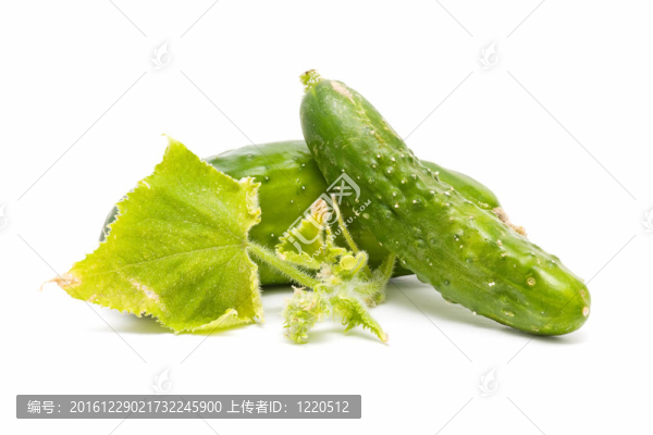 生態(tài)黃瓜