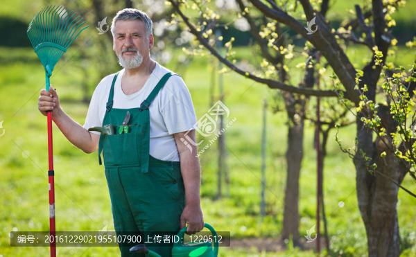 一位園藝高級男子在花園里的畫像