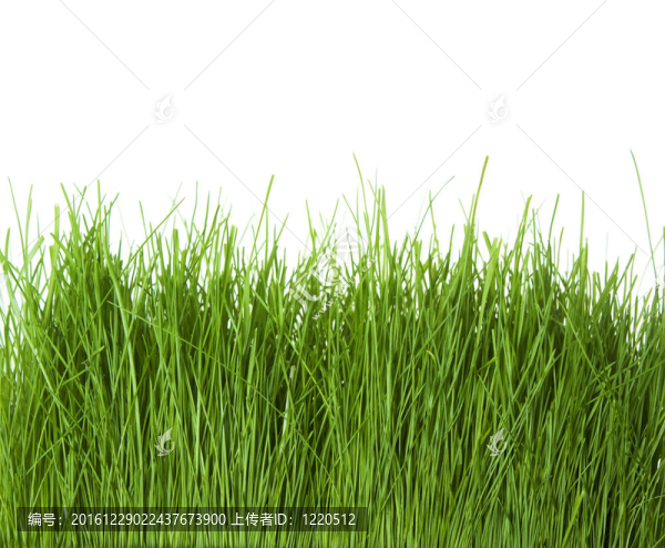 綠色的草