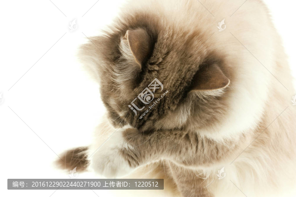 貓