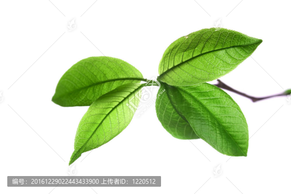 葉