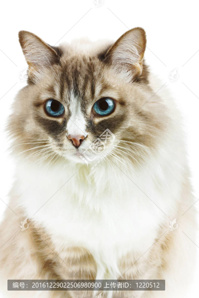 貓