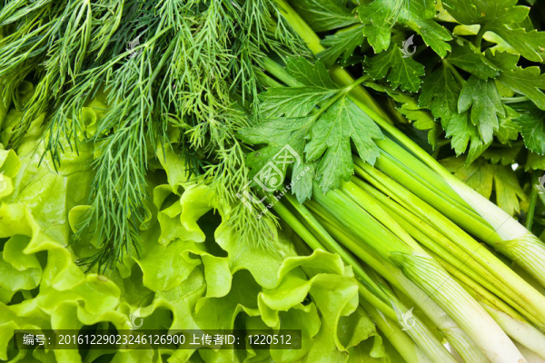 茴香菜；洋蔥；生菜。