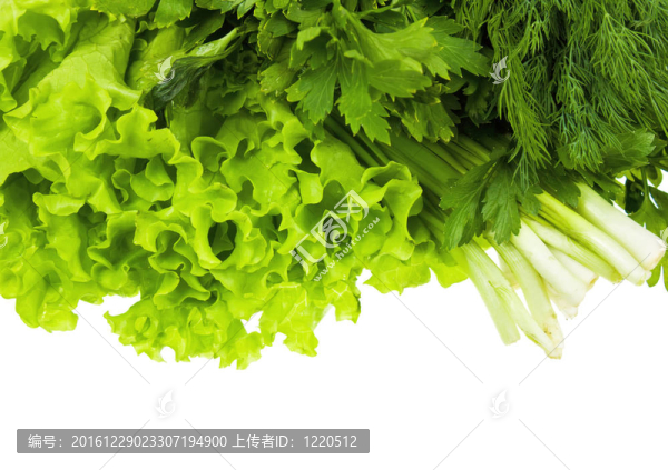 茴香菜；洋蔥；生菜。