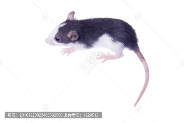 老鼠