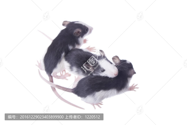 胡扯