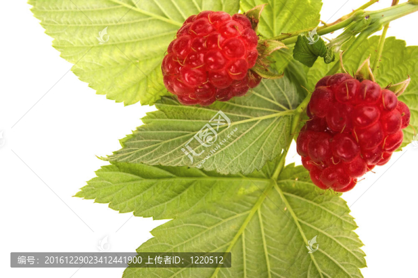 樹莓莖葉果