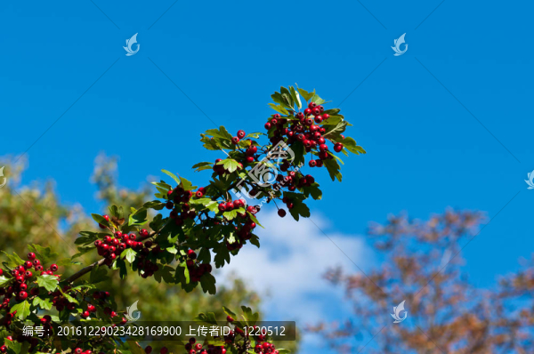 紅莓