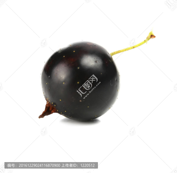 紅醋栗
