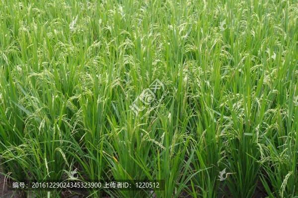 稻田