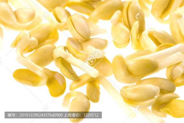 大豆芽菜