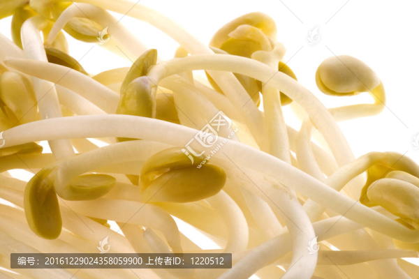 大豆芽菜