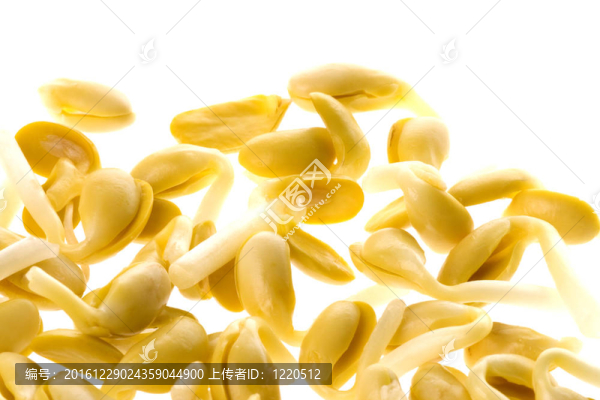 大豆芽菜