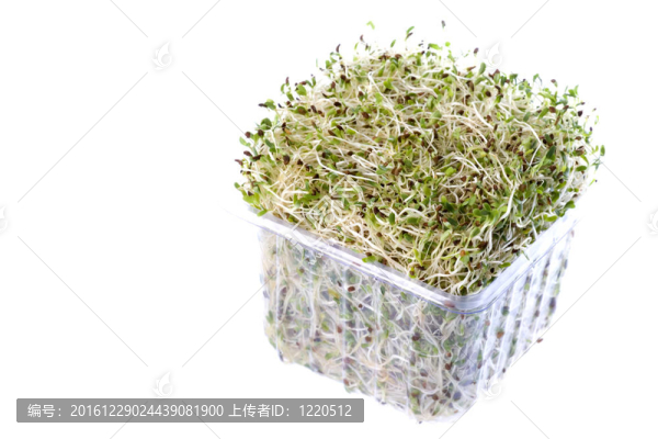 有機(jī)苜蓿芽