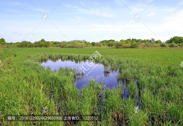 湖邊的草地