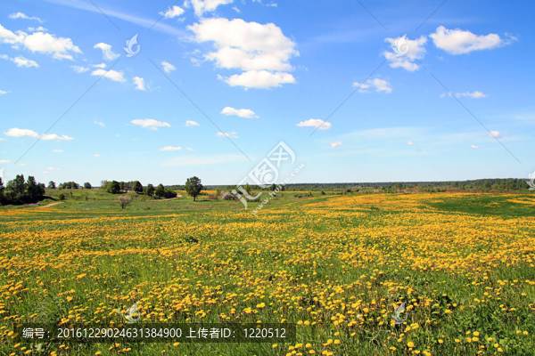 夏天的田野