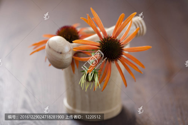 紫錐菊臼和杵