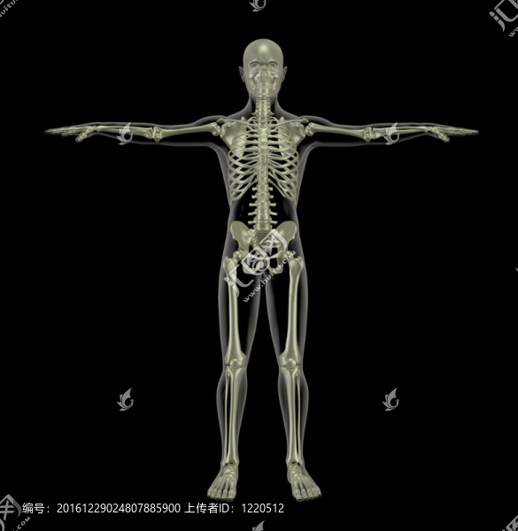 人類的骨骼