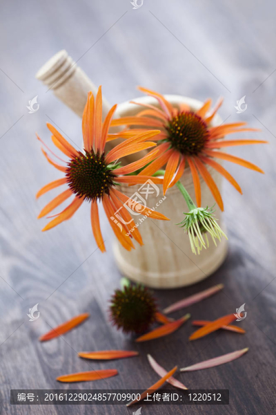 紫錐菊臼和杵