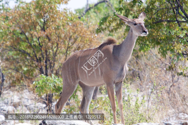 Greater,Kudu（Tragelaphus,strepsiceros）