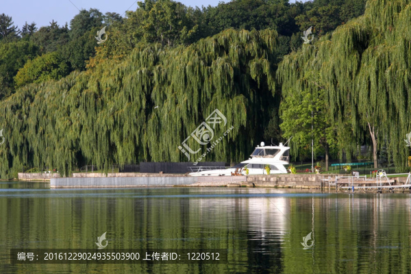 美麗的游艇與Willow,Trees