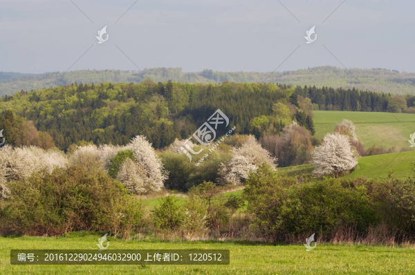 開花的樹覆蓋著花