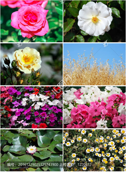 套flowers2
