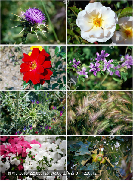 套flowers3