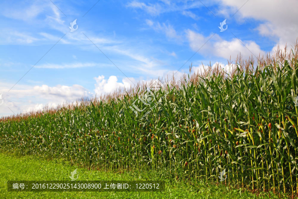 玉米地