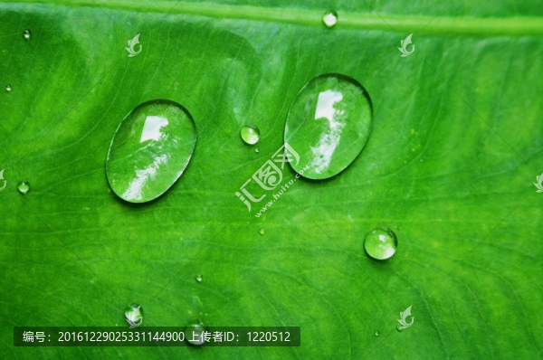 葉片水滴