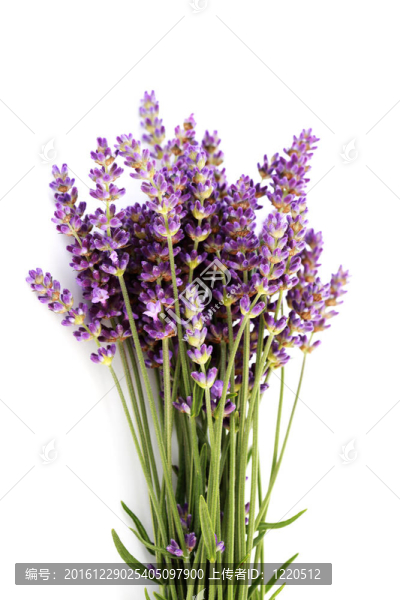 熏衣草花