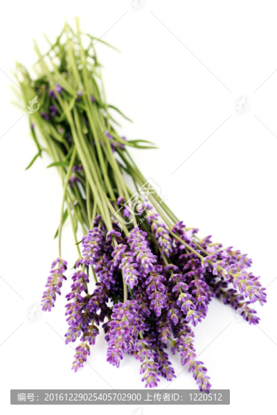 熏衣草花