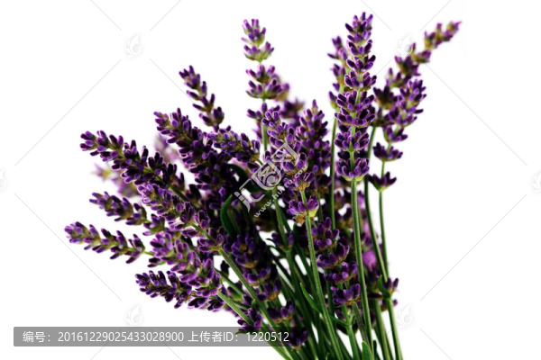 熏衣草花