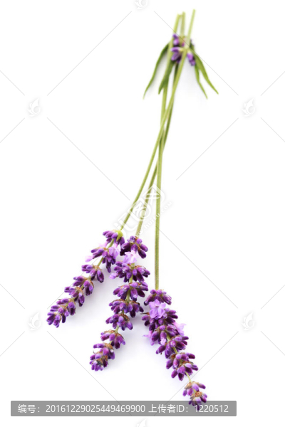 熏衣草花