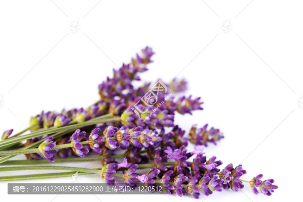 熏衣草花