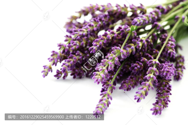 熏衣草花