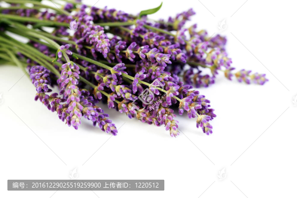 熏衣草花