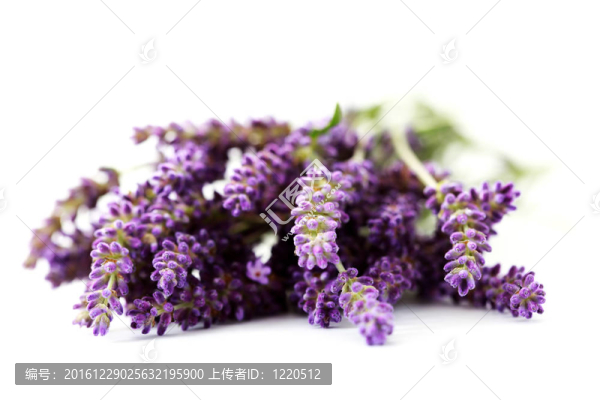 熏衣草花