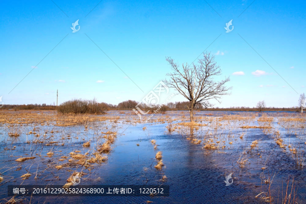 橡樹(shù)在水