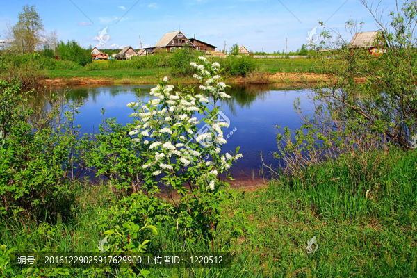 開(kāi)花一種櫻桃樹(shù)