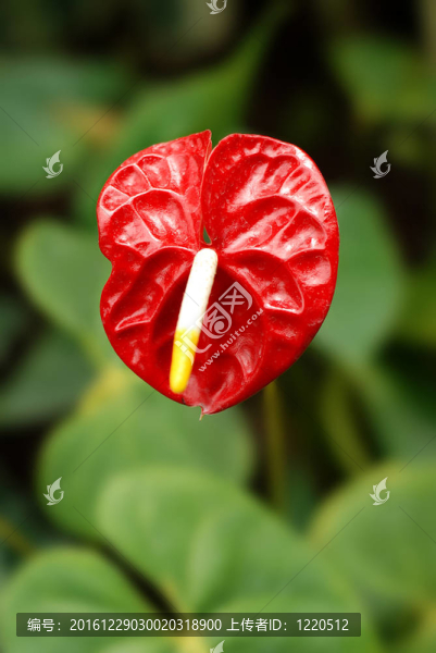 anturium_flower